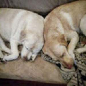 Meet your Posher, Jessie